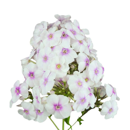 Phlox - Miss Marple - Santa Maria Garden