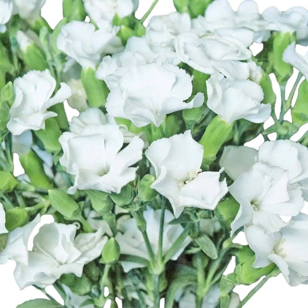 Solomio - White Round Edges - Santa Maria Garden