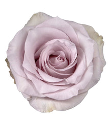Premium Silvery Light - Santa Maria Garden