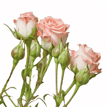 Classic Star Pink - Santa Maria Garden