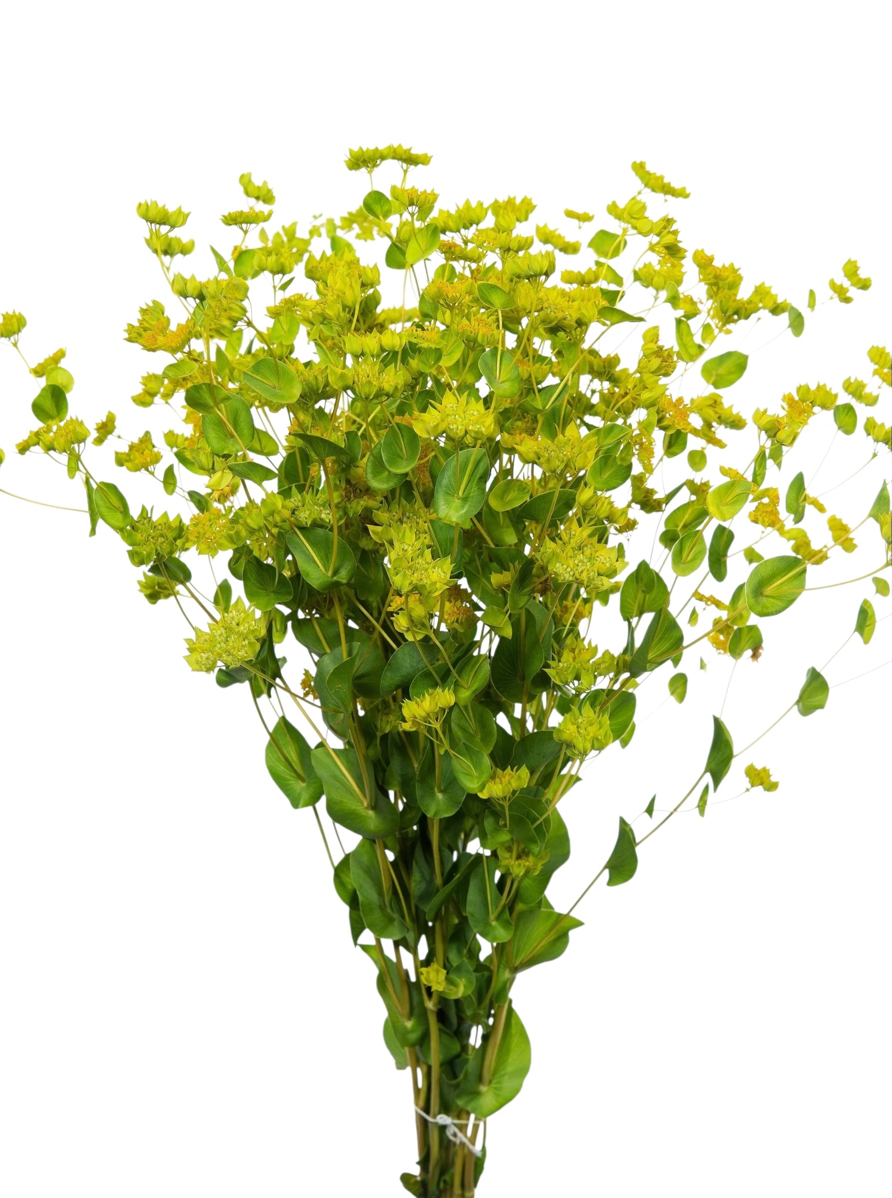 Bupleurum - Santa Maria Garden