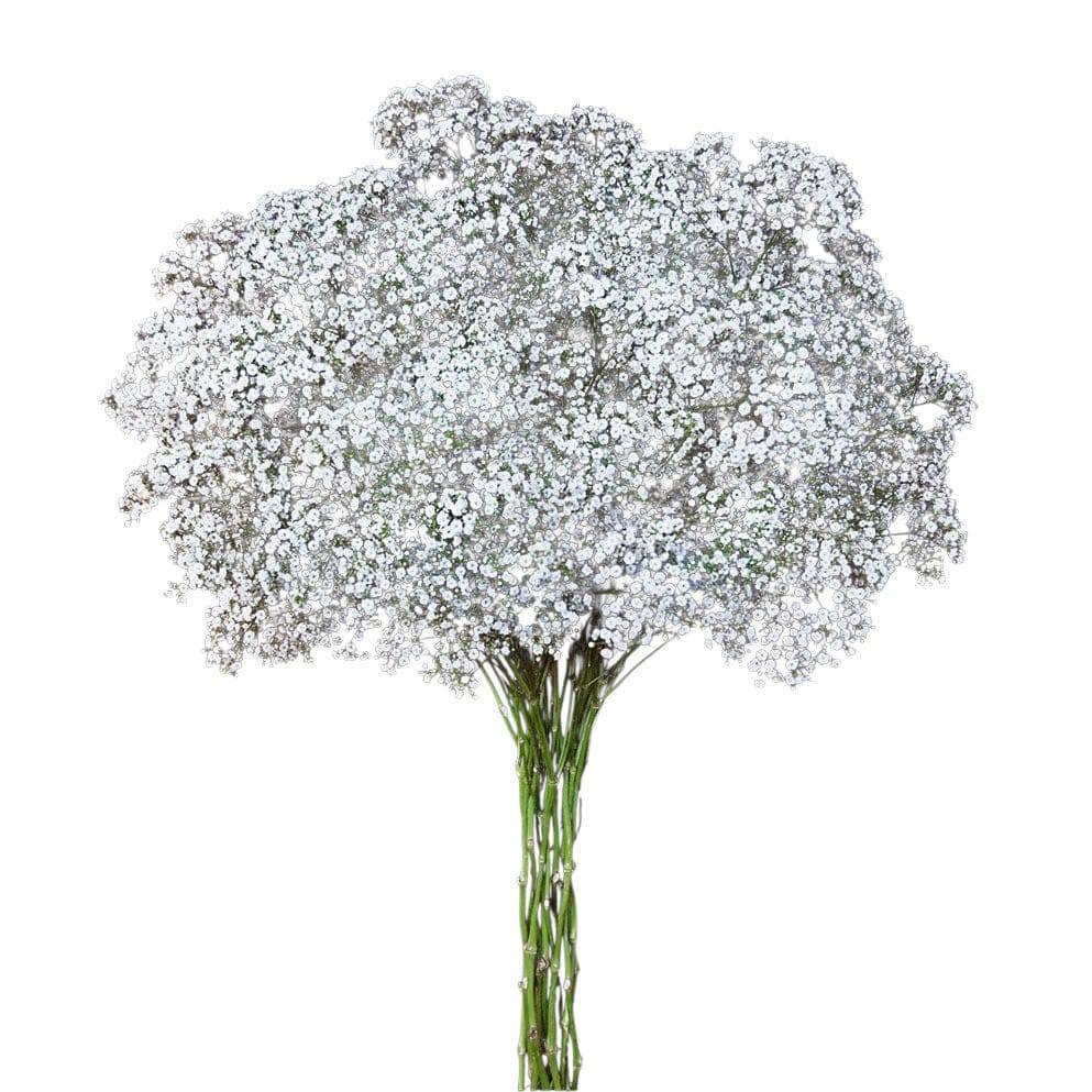 Gypsophila Million Star - Santa Maria Garden
