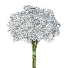 Gypsophila Million Star - Santa Maria Garden