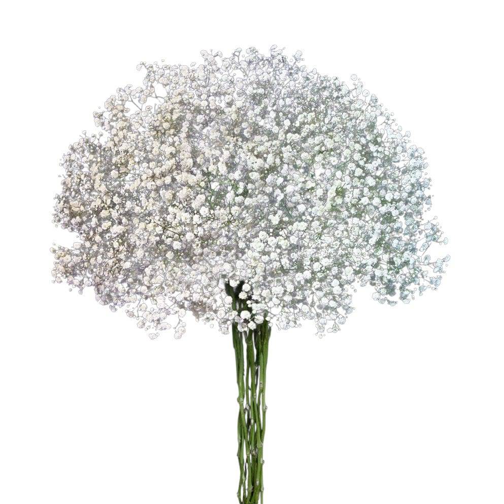 gypsophila xlence - Santa Maria Garden