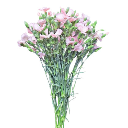 Solomio - Light Pink - Santa Maria Garden