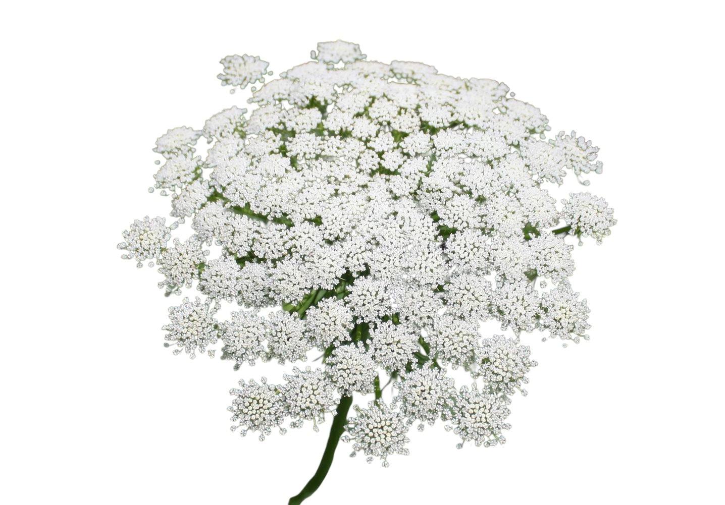 Ammi Majus Green - Koronka Królowej Anny