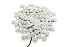 Ammi Majus White - Queen Anne’s Lace