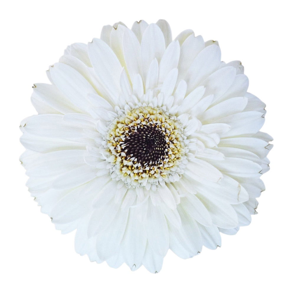 Gerbera Snowball