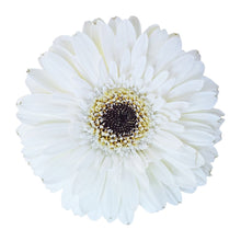 Gerbera Snowball