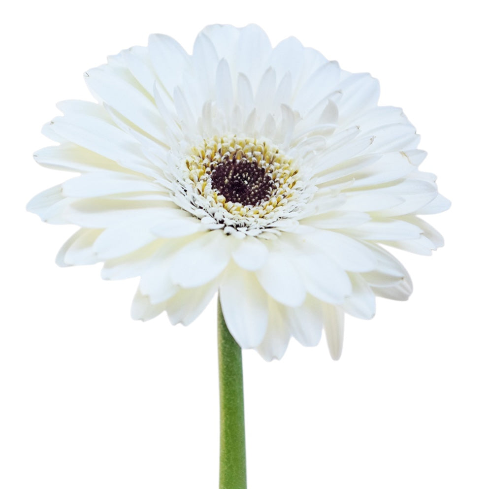 Gerbera Snowball