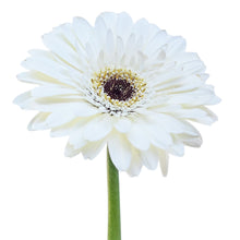Gerbera Snowball