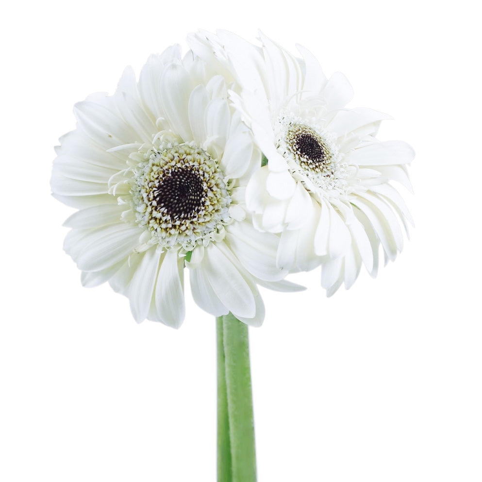 Gerbera Snowball