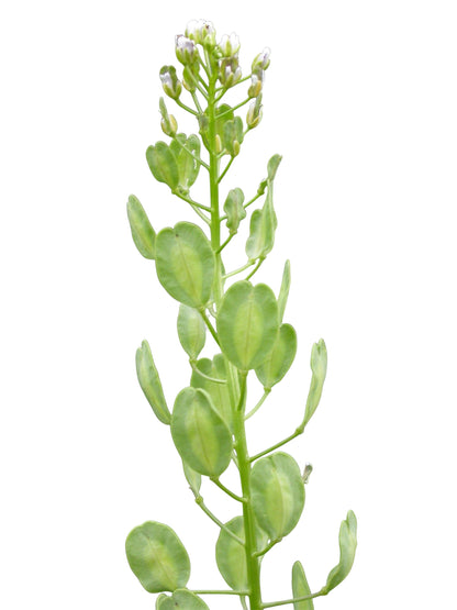 Thlaspi Arvense