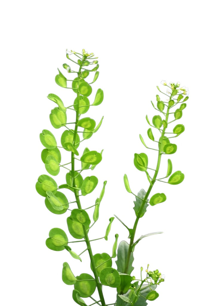 Thlaspi Arvense