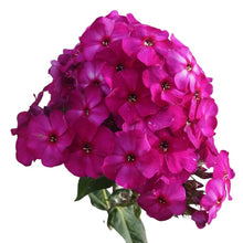 Phlox Tracy - Santa Maria Garden