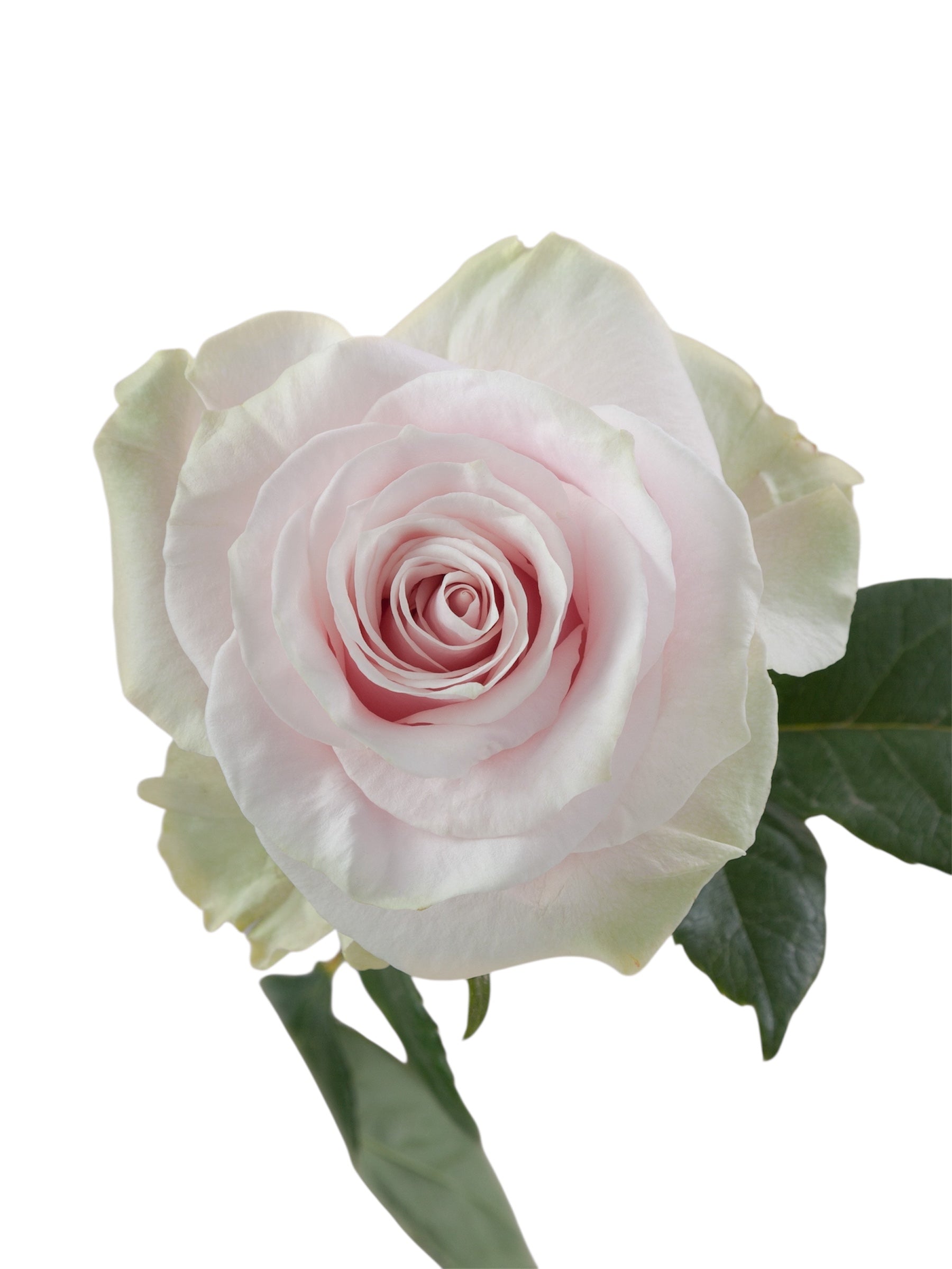 Premium Pink Mondial